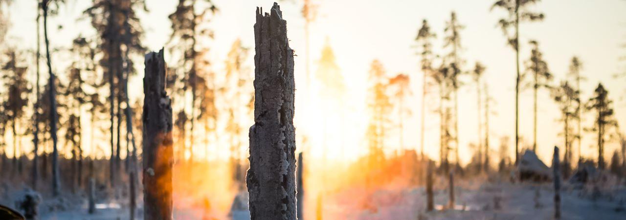 Finland's most disciplined university